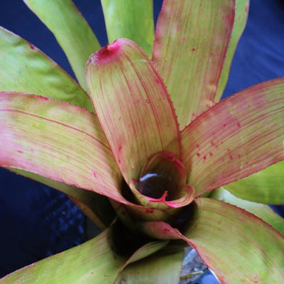Neoregelia 'Pinstripe' | Bromeliad Paradise