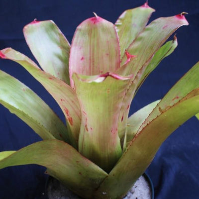 Neoregelia 'Pinstripe' | Bromeliad Paradise