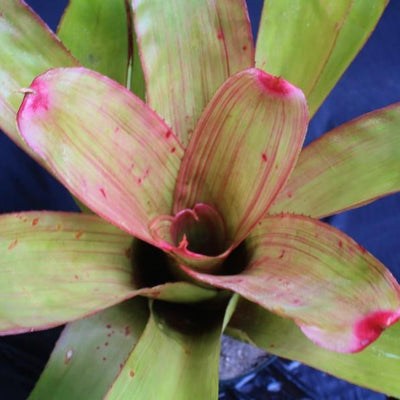 Neoregelia 'Pinstripe' | Bromeliad Paradise