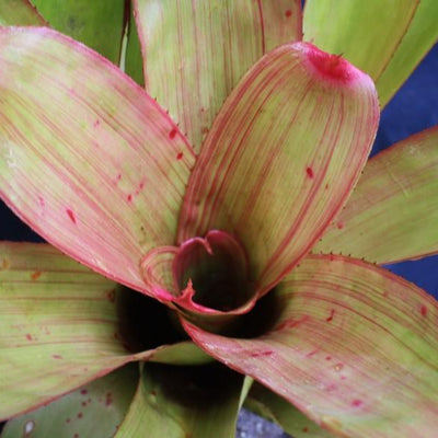 Neoregelia 'Pinstripe' | Bromeliad Paradise