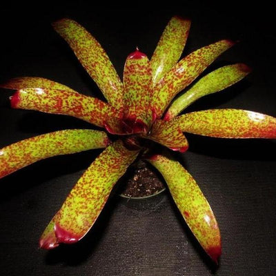 Neoregelia 'Pittsburgh Style' | Bromeliad Paradise