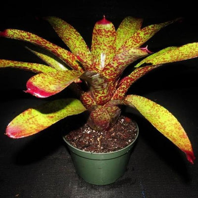 Neoregelia 'Pittsburgh Style' | Bromeliad Paradise