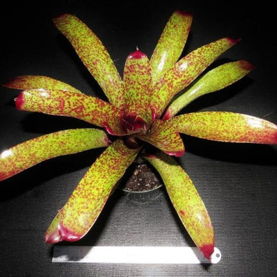Neoregelia 'Pittsburgh Style' | Bromeliad Paradise
