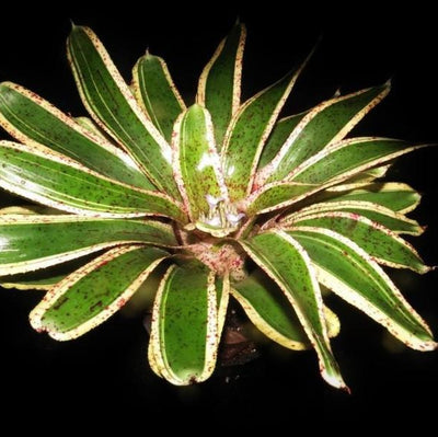 Neoregelia 'Potpourri' | Bromeliad Paradise