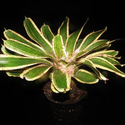 Neoregelia 'Potpourri' | Bromeliad Paradise