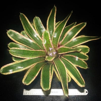 Neoregelia 'Potpourri' | Bromeliad Paradise