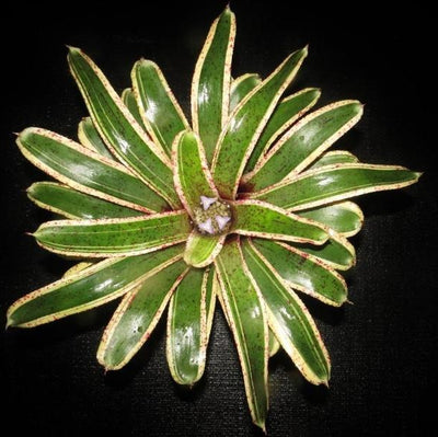 Neoregelia 'Potpourri' | Bromeliad Paradise