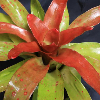 Neoregelia 'Powder Puff' (orange) | Bromeliad Paradise