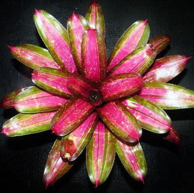 Neoregelia 'Predatress' | Bromeliad Paradise