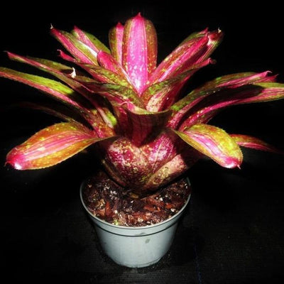 Neoregelia 'Predatress' | Bromeliad Paradise