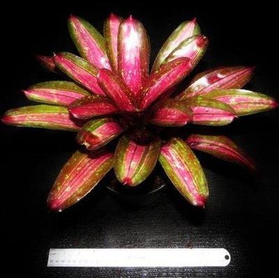 Neoregelia 'Predatress' | Bromeliad Paradise
