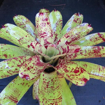 Neoregelia 'Prince Kuhio' | Bromeliad Paradise