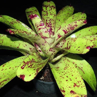 Neoregelia 'Prince Kuhio' | Bromeliad Paradise