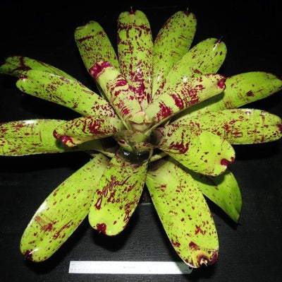 Neoregelia 'Prince Kuhio' | Bromeliad Paradise