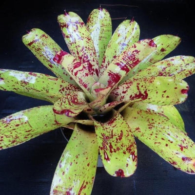 Neoregelia 'Prince Kuhio' | Bromeliad Paradise