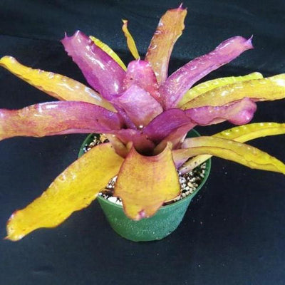 Neoregelia princeps X 'Peggy Pollard' | Bromeliad Paradise