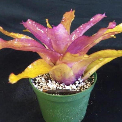 Neoregelia princeps X 'Peggy Pollard' | Bromeliad Paradise