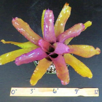 Neoregelia princeps X 'Peggy Pollard' | Bromeliad Paradise