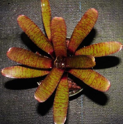 Neoregelia punctatissima rubra | Bromeliad Paradise