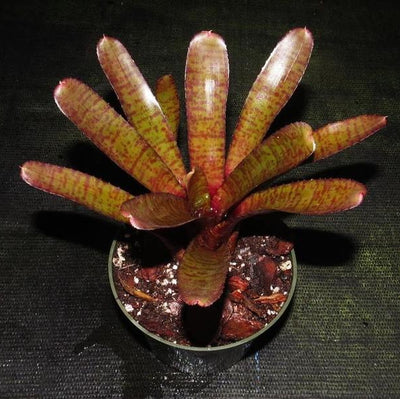Neoregelia punctatissima rubra | Bromeliad Paradise