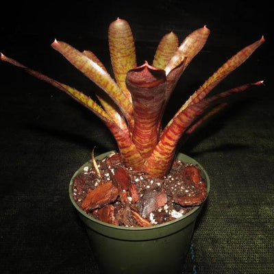 Neoregelia punctatissima rubra | Bromeliad Paradise