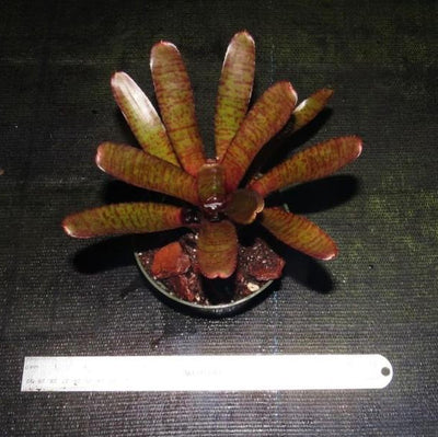 Neoregelia punctatissima rubra | Bromeliad Paradise