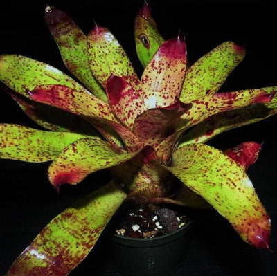 Neoregelia 'Purpes' | Bromeliad Paradise