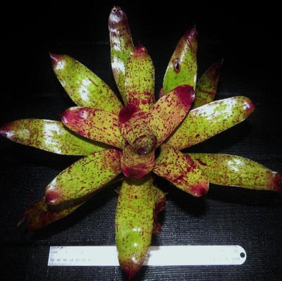 Neoregelia 'Purpes' | Bromeliad Paradise