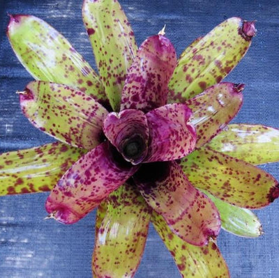 Neoregelia 'Purple Jaguar' | Bromeliad Paradise