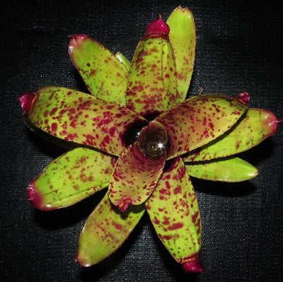 Neoregelia 'Purple Jaguar' | Bromeliad Paradise