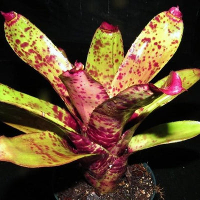 Neoregelia 'Purple Jaguar' | Bromeliad Paradise