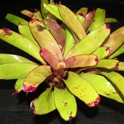 Neoregelia 'Purple Rain' | Bromeliad Paradise