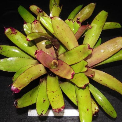 Neoregelia 'Purple Rain' | Bromeliad Paradise