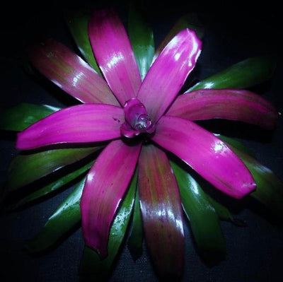 Neoregelia 'Purple Star' | Bromeliad Paradise