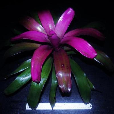 Neoregelia 'Purple Star' | Bromeliad Paradise