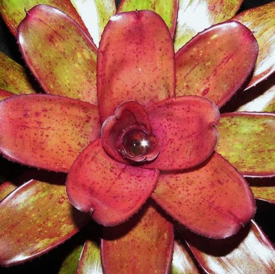 Neoregelia 'Purple Star' X 'Blueberry Tart' | Bromeliad Paradise