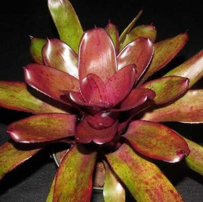 Neoregelia 'Purple Star' X 'Blueberry Tart' | Bromeliad Paradise
