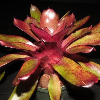 Neoregelia 'Purple Star' X 'Blueberry Tart' | Bromeliad Paradise