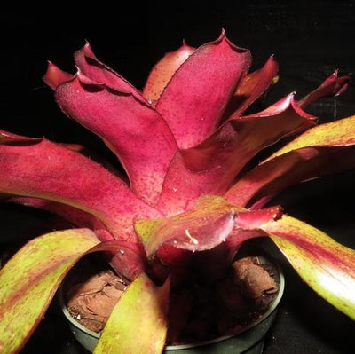 Neoregelia 'Purple Star' X 'Blueberry Tart' | Bromeliad Paradise
