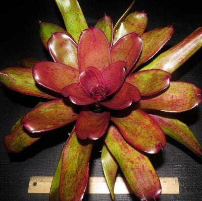 Neoregelia 'Purple Star' X 'Blueberry Tart' | Bromeliad Paradise