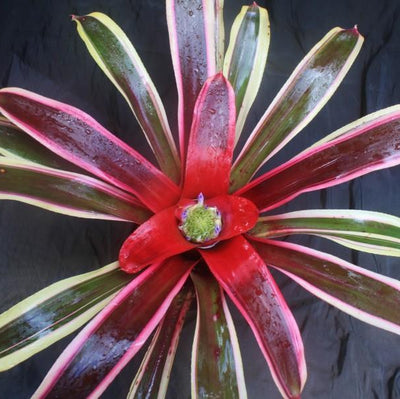 Neoregelia 'Raphael' | Bromeliad Paradise