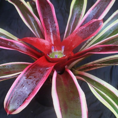 Neoregelia 'Raphael' | Bromeliad Paradise