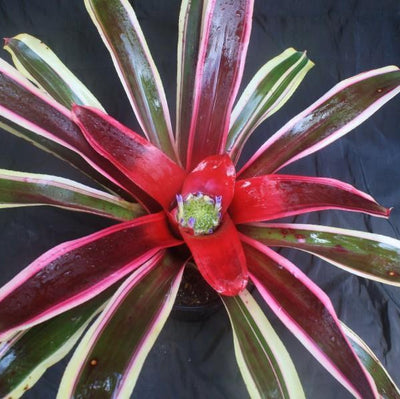 Neoregelia 'Raphael' | Bromeliad Paradise