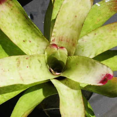 Neoregelia 'Red Cream Delight' | Bromeliad Paradise