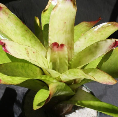 Neoregelia 'Red Cream Delight' | Bromeliad Paradise