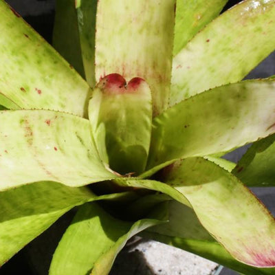 Neoregelia 'Red Cream Delight' | Bromeliad Paradise