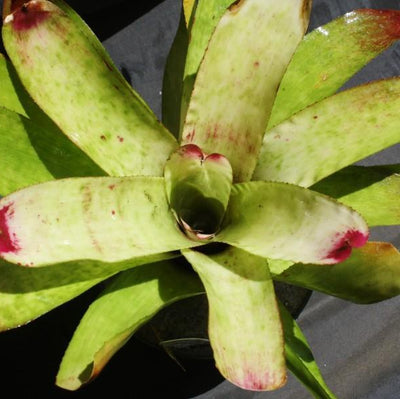 Neoregelia 'Red Cream Delight' | Bromeliad Paradise
