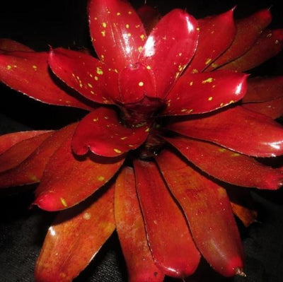 Neoregelia 'Red October' | Bromeliad Paradise