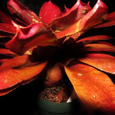 Neoregelia 'Red October' | Bromeliad Paradise