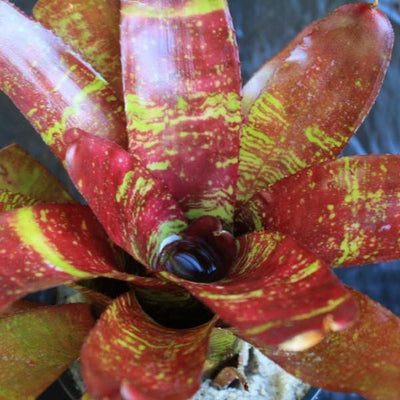 Neoregelia 'Red River' | Bromeliad Paradise